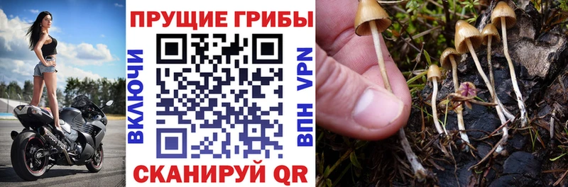 Псилоцибиновые грибы MAGIC MUSHROOMS  OMG ссылки  Абинск 